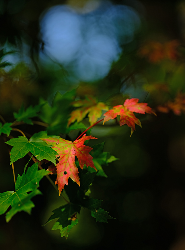 Fujifilm GFX-50R - Sample Image