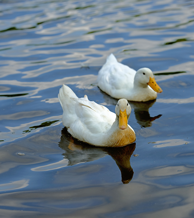 Fujifilm GFX-50R - Sample Image