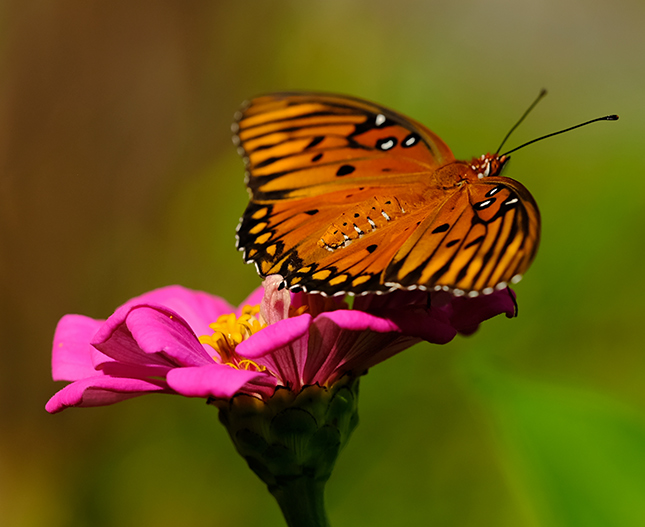 Fujifilm GFX-50R - Sample Image