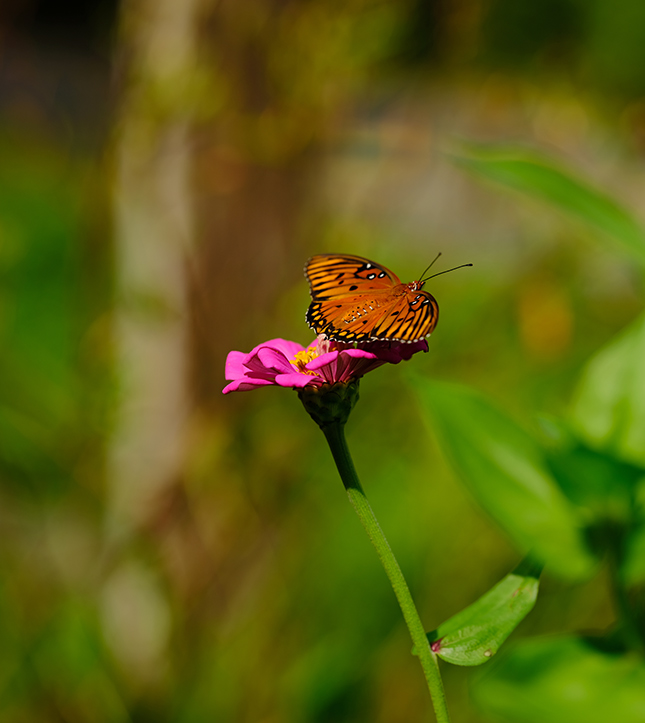 Fujifilm GFX-50R - Sample Image