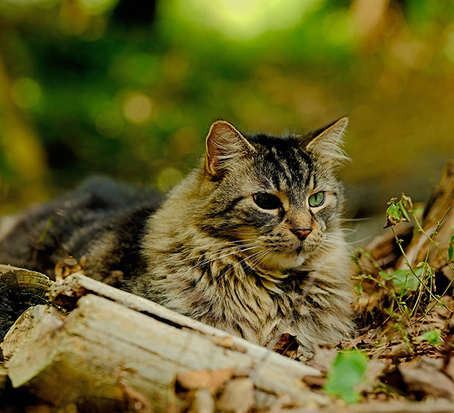 Fujifilm GFX-50R - Sample Image