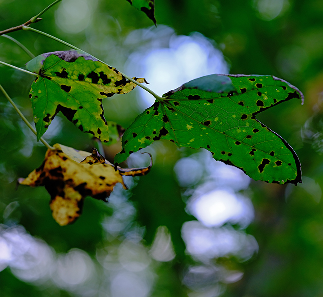 Fujifilm GFX-50R - Sample Image