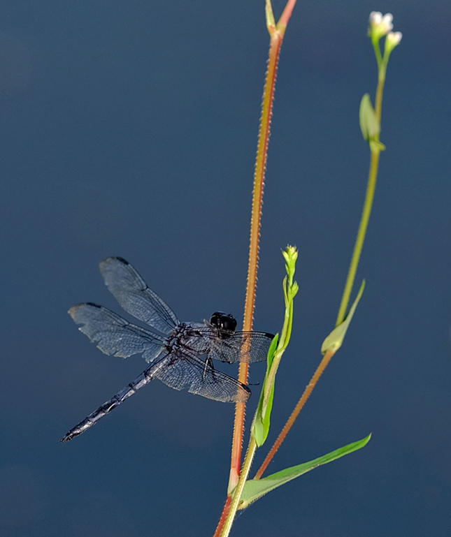 Fujifilm GFX-50R - Sample Image