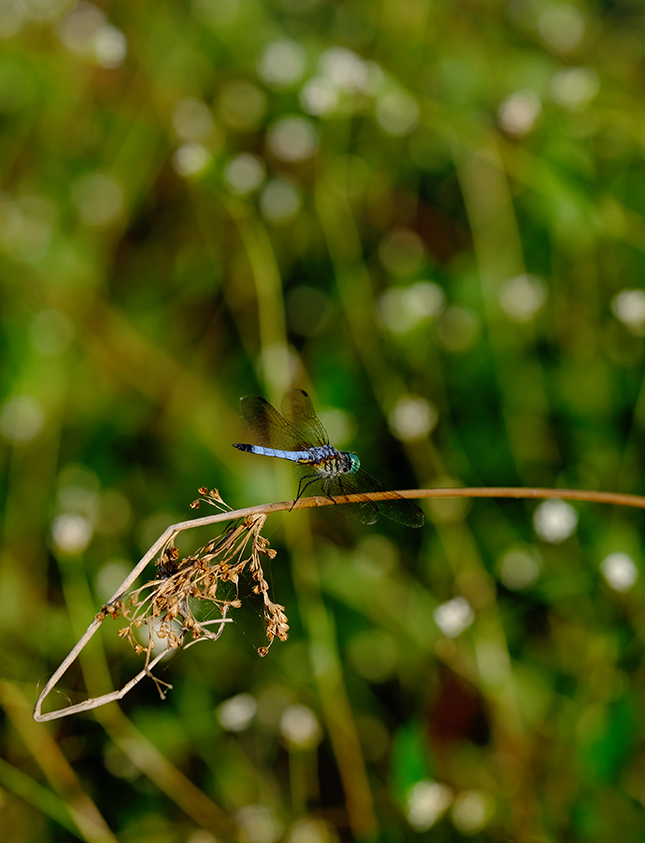 Fujifilm GFX-50R - Sample Image