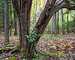Click to see Y-GFX-50S-II-JG-0519-MOD.JPG