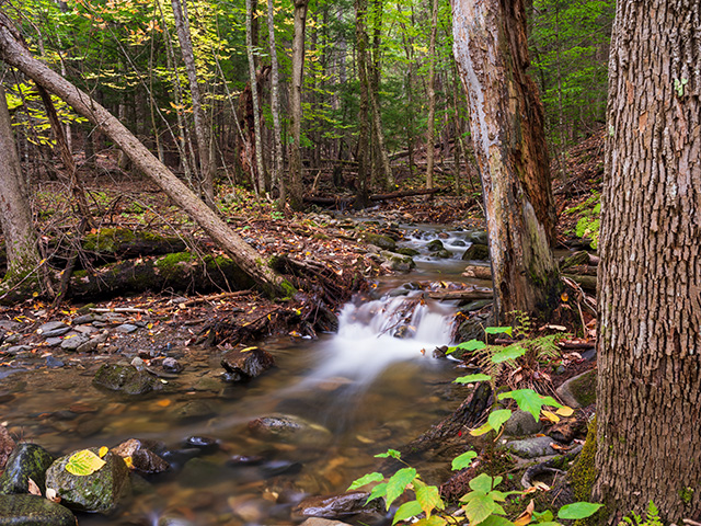 Fujifilm GFX 50S II Review: Field Test -- Gallery Image