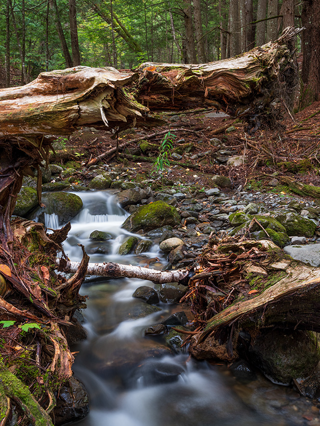Fujifilm GFX 50S II Review: Field Test -- Gallery Image