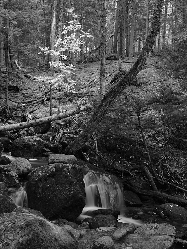 Fujifilm GFX 50S II Review: Field Test -- Gallery Image