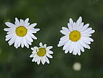 Click to see Y-GF120MM-DSF5810.JPG