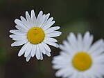 Click to see Y-GF120MM-DSF5814.JPG