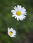 Click to see Y-GF120MM-DSF5855.JPG