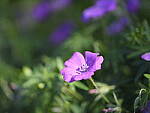 Click to see Y-GF120MM-DSF5875.JPG