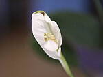 Click to see Y-GF120MM-DSF5913-OIS-OFF.JPG
