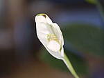 Click to see Y-GF120MM-DSF5917-OIS-ON.JPG
