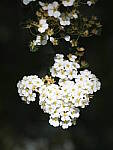 Click to see Y-GF120MM-DSF5965.JPG