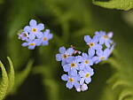 Click to see Y-GF120MM-DSF6779.JPG