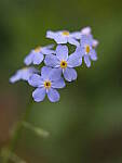 Click to see Y-GF120MM-DSF6783.JPG