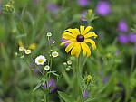 Click to see Y-GF120MM-DSF7430.JPG