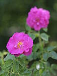 Click to see Y-GF120MM-DSF7442.JPG