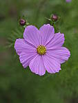 Click to see Y-GF120MM-DSF7458.JPG