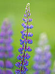 Click to see Y-GF250mm-DSF5763-MOD.JPG
