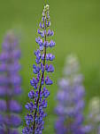 Click to see Y-GF250mm-DSF5763.JPG