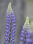Click to see Y-GF250mm-DSF5778.JPG