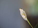 Click to see Y-GF250mm-DSF5995-OIS-ON.JPG