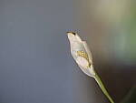Click to see Y-GF250mm-DSF6001-OIS-OFF.JPG