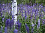 Click to see Y-GF250mm-DSF6075.JPG