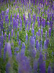 Click to see Y-GF250mm-DSF6104-MOD.JPG