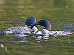 Click to see Y-GF250mm-DSF6156-MOD.JPG