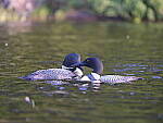 Click to see Y-GF250mm-DSF6156.JPG