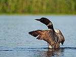 Click to see Y-GF250mm-DSF6181-MOD.JPG