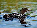 Click to see Y-GF250mm-DSF6212-MOD.JPG
