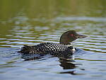 Click to see Y-GF250mm-DSF6212.JPG