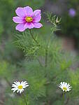 Click to see Y-GF250mm-DSF6374.JPG