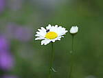 Click to see Y-GF250mm-DSF6550.JPG