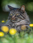 Click to see Y-GF250mm-DSF6572-MOD.JPG