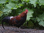 Click to see Y-GF250mm-DSF6988.JPG