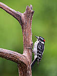 Click to see Y-GF250mm-DSF7052-MOD.JPG