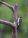 Click to see Y-GF250mm-DSF7052.JPG
