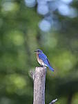 Click to see Y-GF250mm-DSF7158.JPG