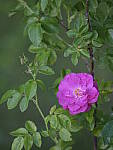 Click to see Y-GF250mm-DSF7177.JPG