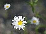 Click to see Y-GF250mm-DSF7178.JPG