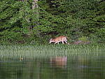 Click to see Y-GF250mm-DSF7189.JPG
