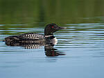 Click to see Y-GF250mm-DSF7308-MOD.JPG