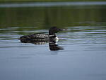 Click to see Y-GF250mm-DSF7308.JPG