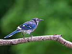 Click to see Y-GF250mm-DSF7364-MOD.JPG