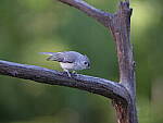 Click to see Y-GF250mm-DSF7389.JPG
